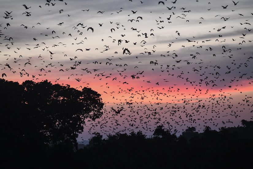 Straw-colored-fruit-bats-migrating-in-Kasanka-National-Park,-central-province-Zambia-on-November-23rd-2020.-Credit-Georgina-Smith.-DSC_4706